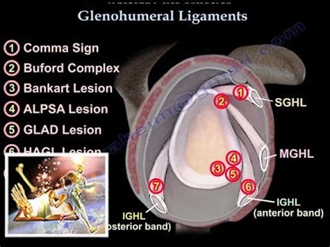 Glenohumeral Ligaments, ligaments of the shoulder - Everything You Need ...