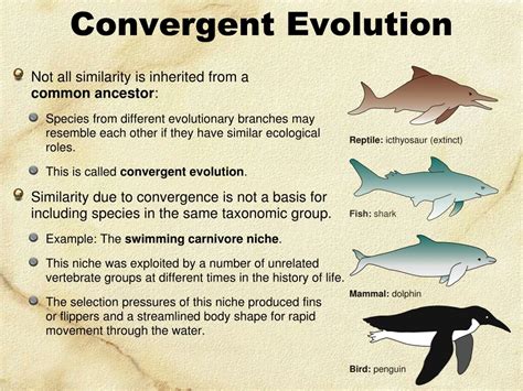 PPT - Convergent Evolution PowerPoint Presentation, free download - ID ...