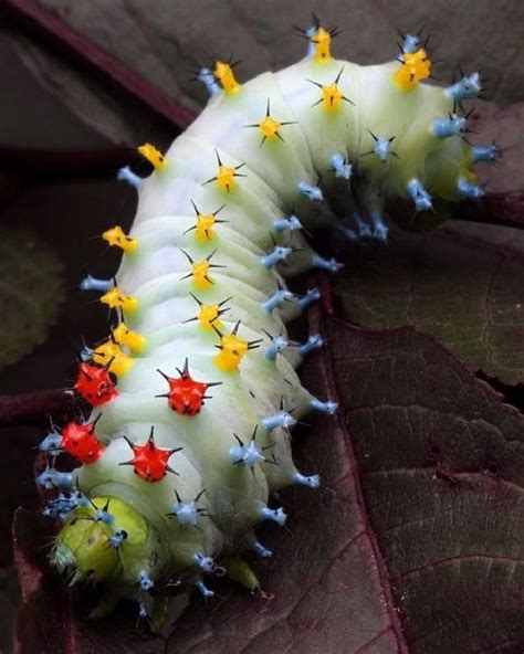 Caterpillar of Saturniidae Moth - Buscar con Google | Insectos raros ...