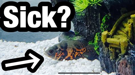 Sick Oscar Fish Laying on Bottom of Tank? - YouTube