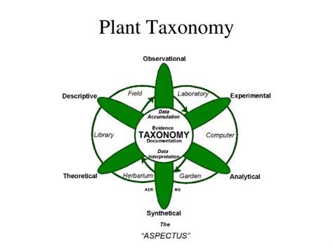 PPT - Plant Taxonomy PowerPoint Presentation, free download - ID:1455437