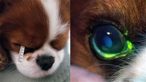 Dry Eye in Dogs: Symptoms & Treatment | Australian Dog Lover