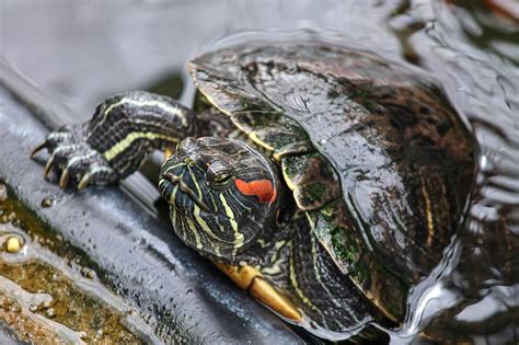 Red-Eared Slider Invaders Are Hurting California’s Native Turtles