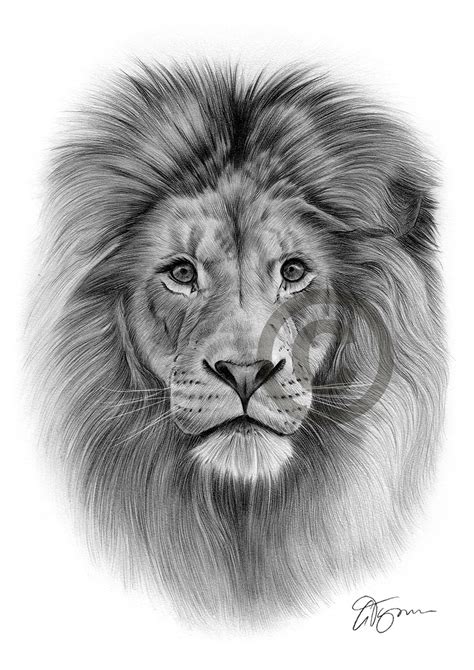 Lion Drawing Pictures Lion Drawing Pictures Pictures To Draw Drawings ...