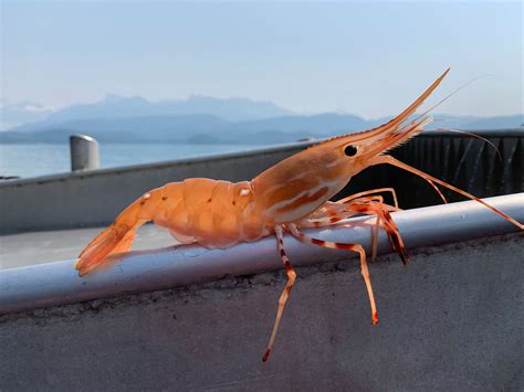 Shrimp - Alaska Ocean Acidification Network