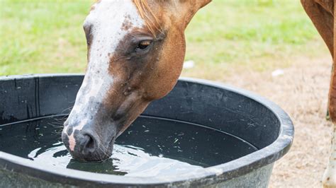 Horse Water Troughs: Best Troughs, Maintenance, and Equine Hydration