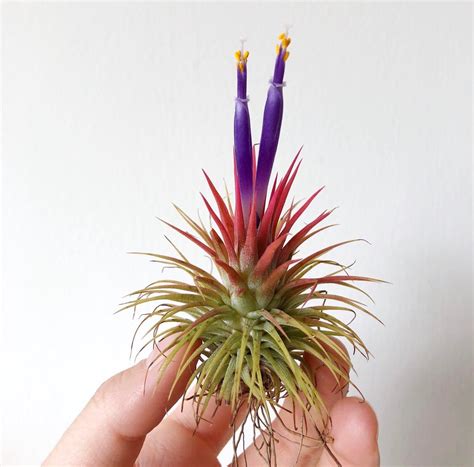 My first air plant bloom 😍 : airplants