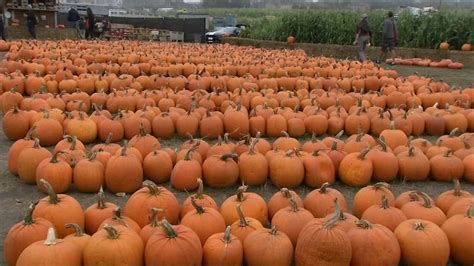 Half Moon Bay prepares for 50th Pumpkin Festival after pandemic pause ...