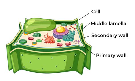 Cell Wall - Definition, Structure, Functions and Cell Wall Layers