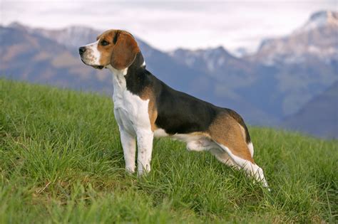 Beagle Dog Breed Information