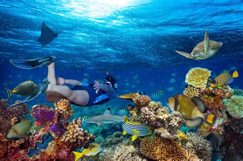 Snorkeling Gold Coast - Hand Feed the Fish Today! - For all ages