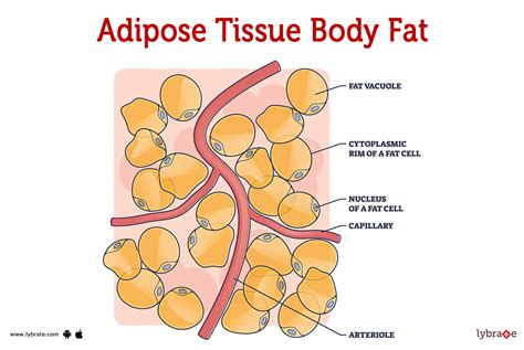 Adipose tissue (Human Anatomy): Image, Functions, Diseases and Treatments