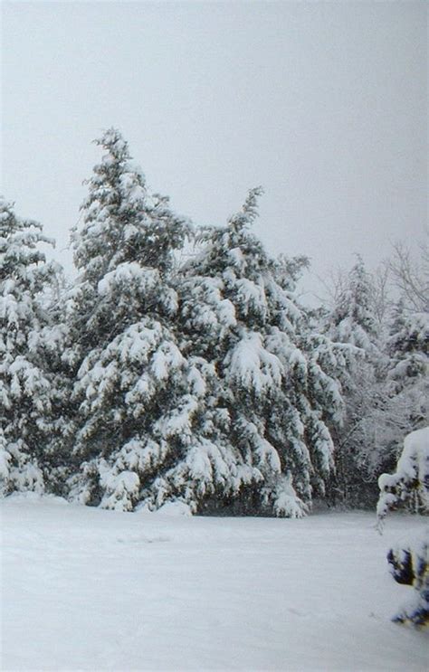 Snow On The Cedar Trees | Cedar trees, Snow, Tree