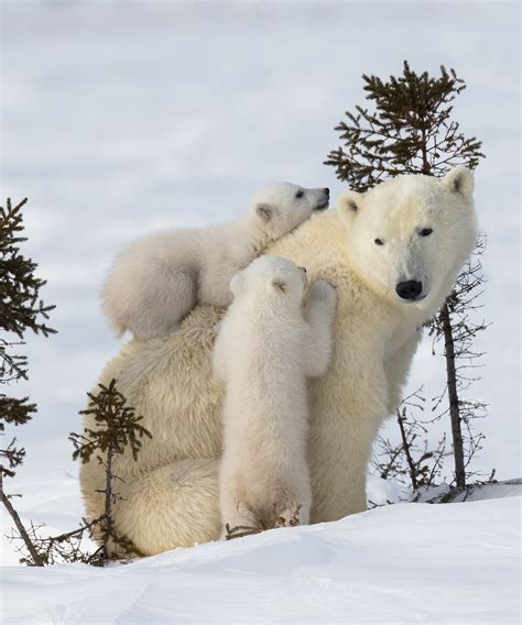 Photos: Polar bear cubs | Canadian Geographic