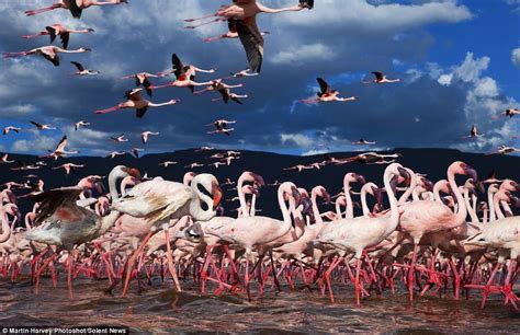 Flamingos flock to Lake Bogoria from Lake Nakuru - Chalo Africa