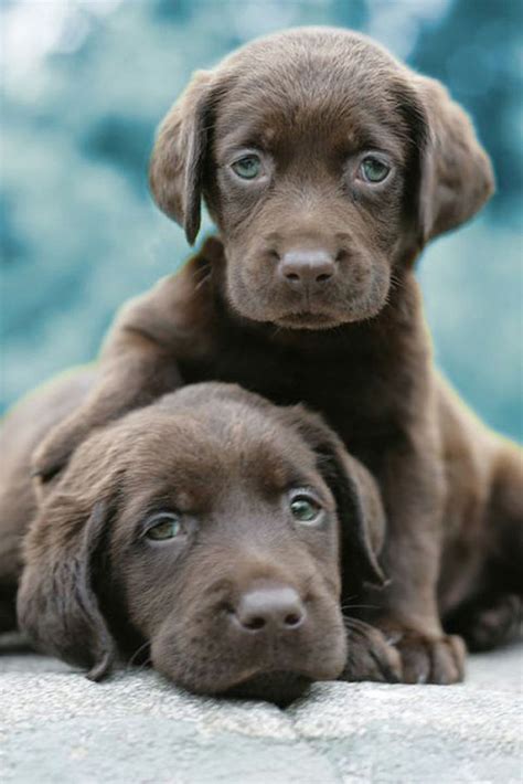 Two Chocolate Lab Puppies Pictures, Photos, and Images for Facebook ...