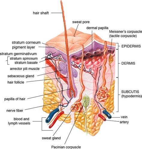 Skin: Biology - (Layers + Functions + Facts) - Science4Fun