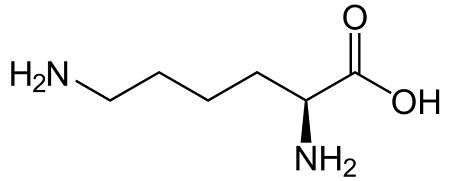 Lysine | Benefits, Structure & Uses | Study.com