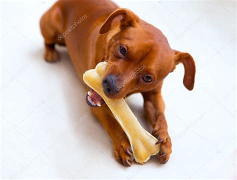 Browin mini pinscher dog eating a bone — Stock Photo © lunamarina #13834279