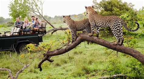 South Africa Safari Tour Packages & Guide