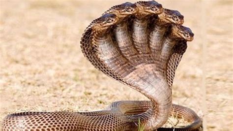 5 Most Dangerous Snake in the World - YouTube