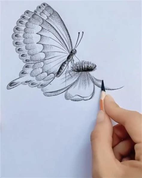 Beautiful Butterfly Pencil Drawing