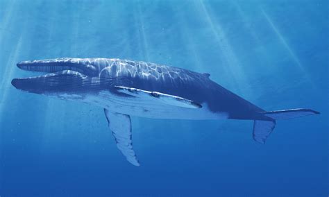 Características principales de una ballena azul: descúbrelo todo