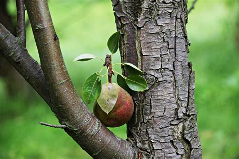 Pear,fruit,tree,a single piece of fruit,nature - free image from ...