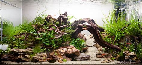 90x45x45cm dragon stone scape | Aquascape design, Aquascape aquarium ...