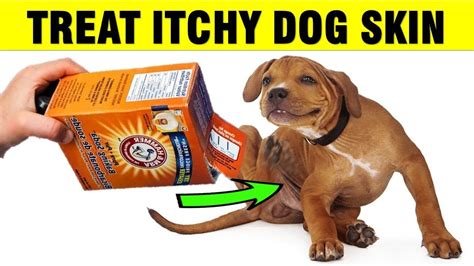 How To Treat Itchy Dog Skin at Home Naturally | Itchy dog skin, Itchy ...