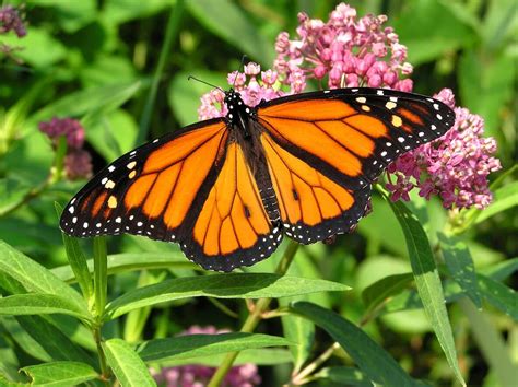 TOP 5 MILKWEED VARIETIES TO ATTRACT MONARCH BUTTERFLIES | Kellogg ...