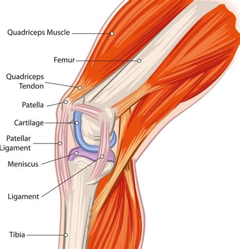 Biology trumps bionics: An alternative to total knee replacement ...