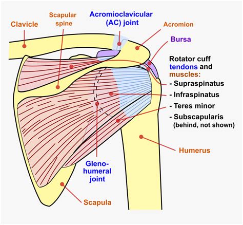 Glenohumeral Joint Posterior View, HD Png Download - kindpng