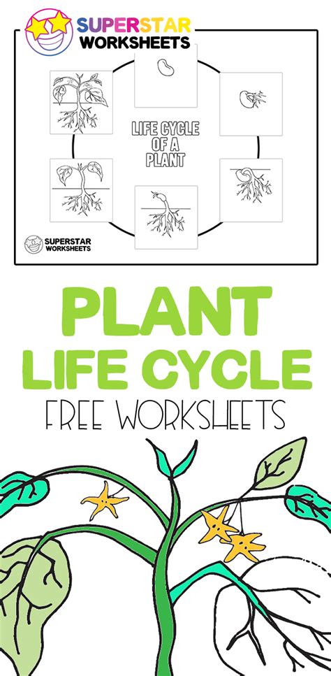 Plant Life Cycle Worksheets. Students can use these free life cycle of ...