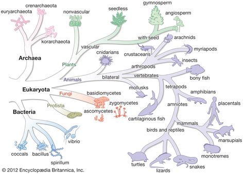 Tree of life | Meaning, Symbol, Biology, Name, & Movie | Britannica