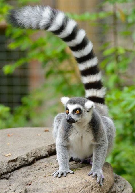 Ring Tailed Lemur – Facts, Habitat, Diet, Pictures