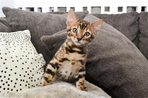 Bengal Cat Personality: 5 Unique (and Entertaining!) Traits - The ...