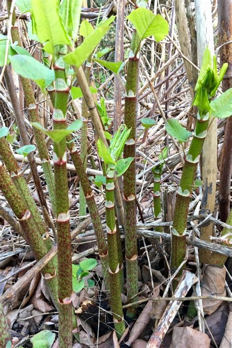 Wild edible: Japanese knotweed – Seashore to Forest Floor