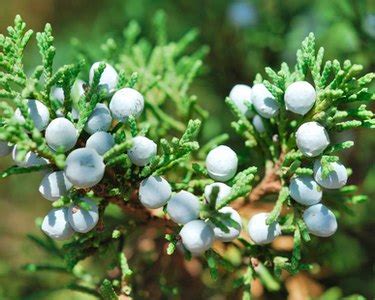 When to Pick Juniper Berries? | Hunker