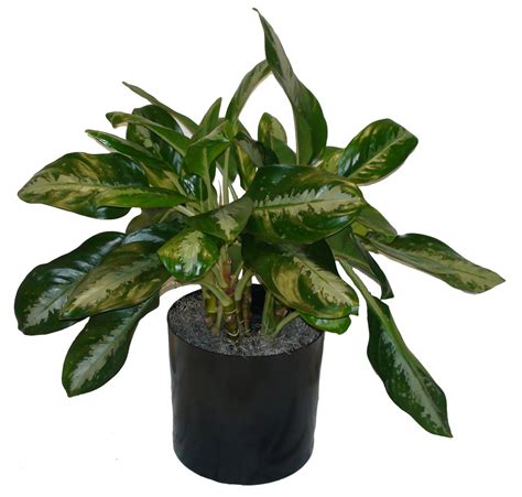 Chinese Evergreen - The Plant Lady