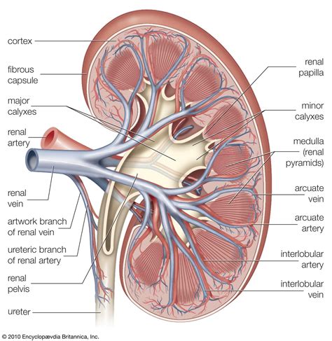 Renal vein | anatomy | Britannica