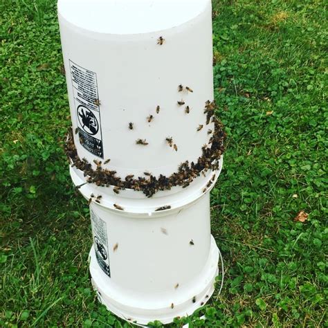 Pin on Beekeeping