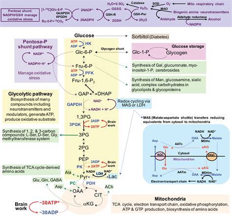 Brain Glucose Metabolism: Integration of Energetics with Function ...