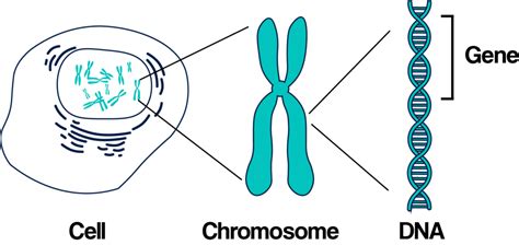 Year 9 Genes and Chromosomes Diagram | Quizlet