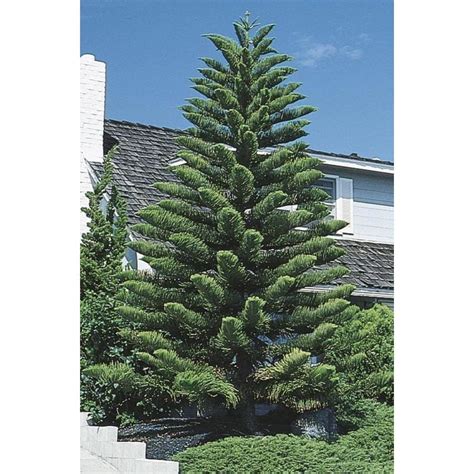 In Norfolk Island Pine (L4279) at Lowes.com