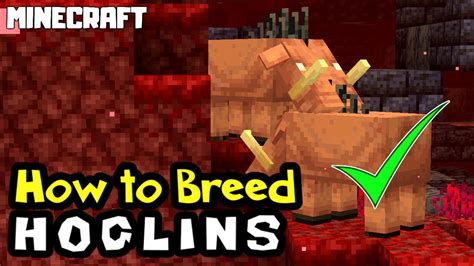 MINECRAFT | How to Breed HOGLINS! - YouTube