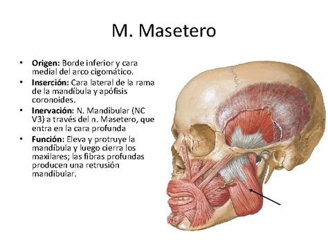 Osteologa del Crneo y Msculos de la Expresin