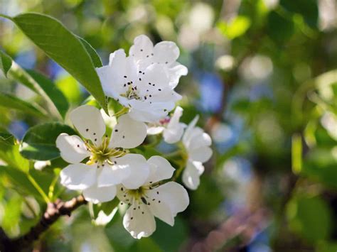 26 Fantastic Flowering Pear Tree Varieties - ProGardenTips