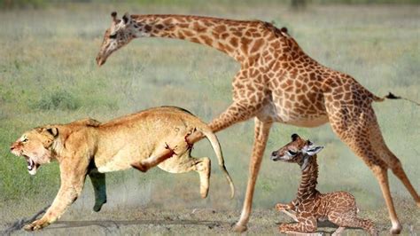 Mother Giraffe attacks Lion very hard to save her baby, Wild Animals ...