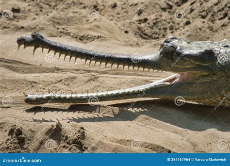 Sharp teeth of crocodiles stock photo. Image of lizard - 284167964